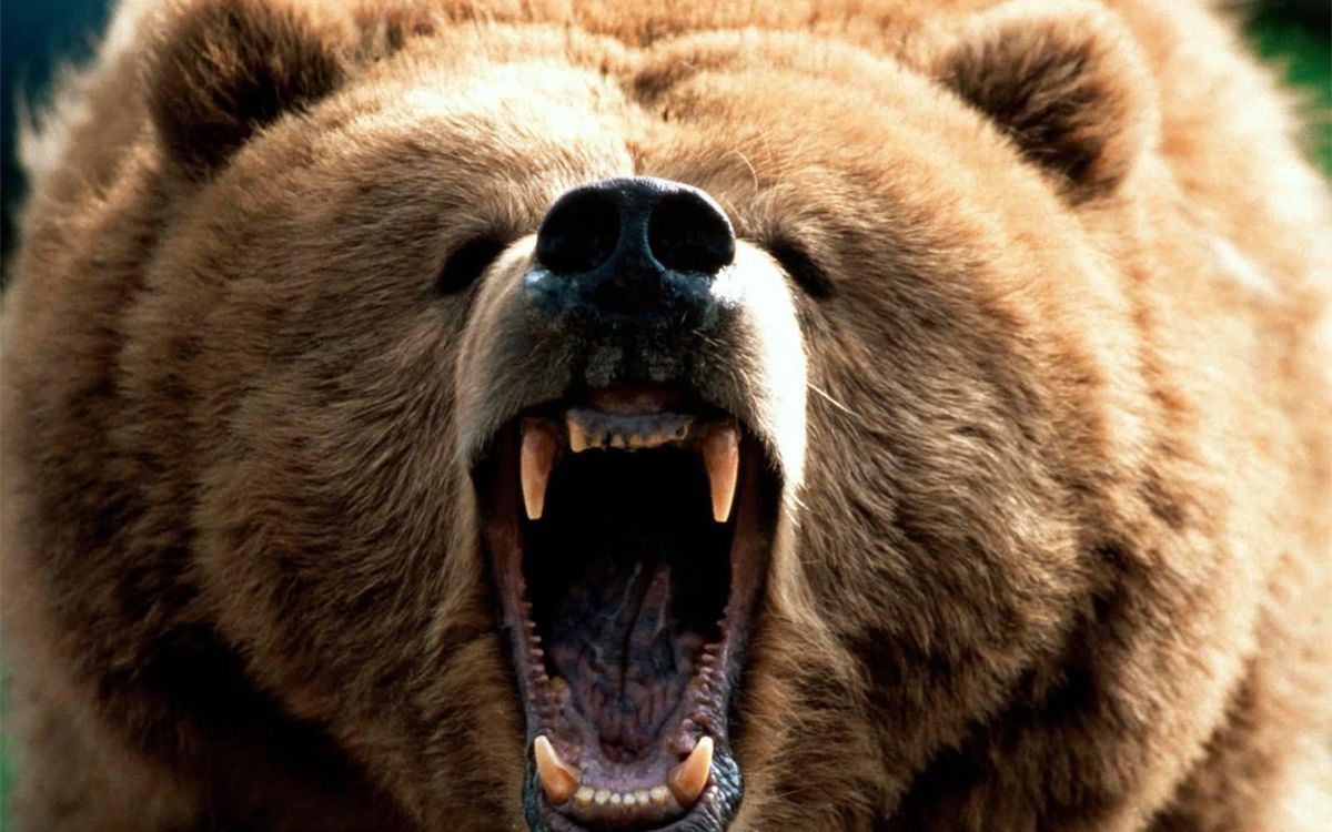 bear-attack-1.jpg