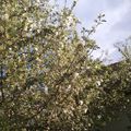 Looking back for the blooming
.
.
.
#nature #naturephotography #flower #bloom #blooming #blossom #tree #flowering #inspiration #colors #sunshine  #spring #greens #natural #tavasz #virágzás #beauty #life