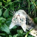 Whats up kittoo
.
.
.
#greeneyes #greenarea #greens #cat #catoftheday #catstagram #meow #nature #cute #animals #love #peace #countrysidelife #kitty #ilovecats #catlover #crazycatlady #naturephoto #photooftheday #potd #garden #instacat #ihun #ikozosseg