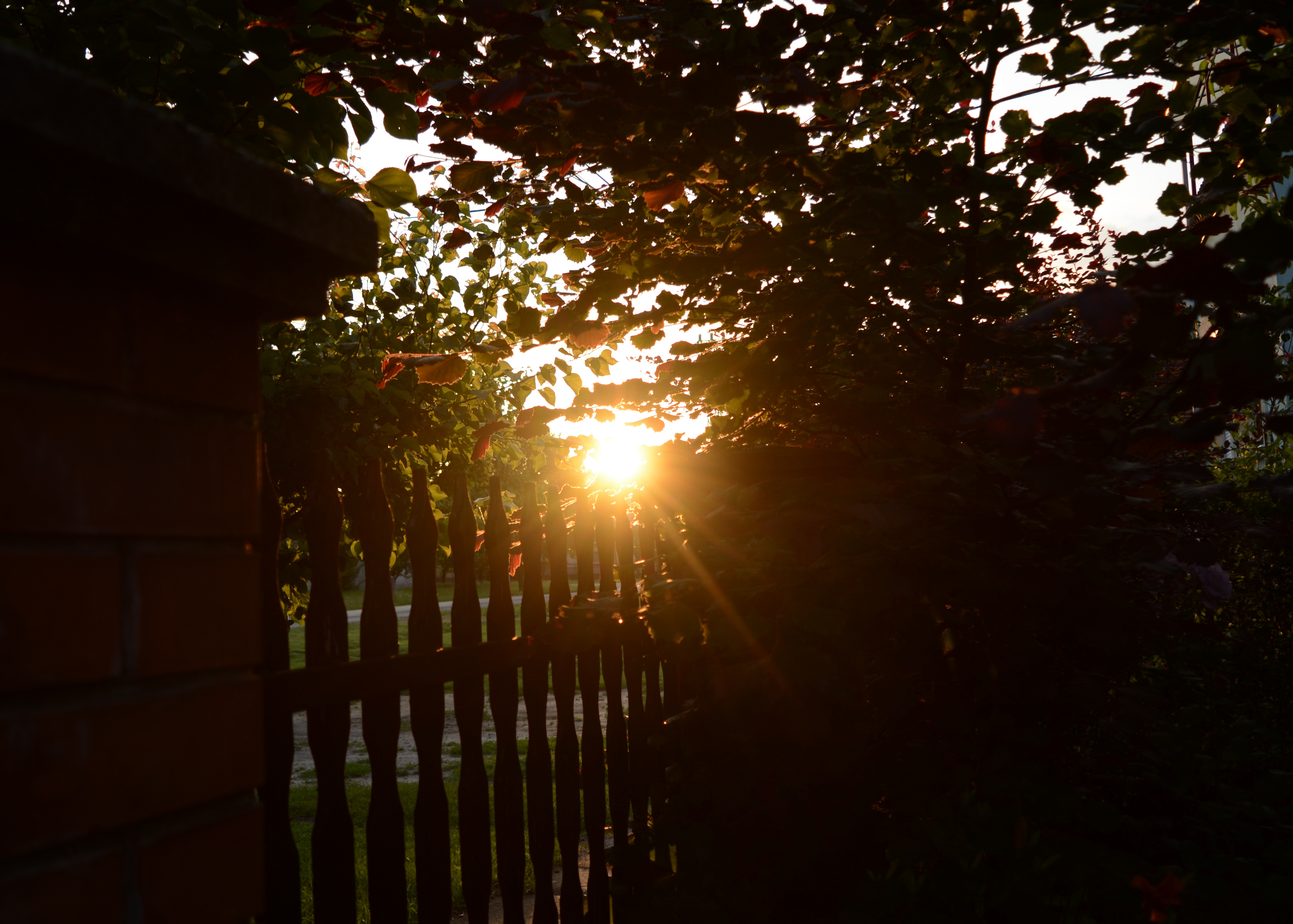 dsc_0222q.jpg