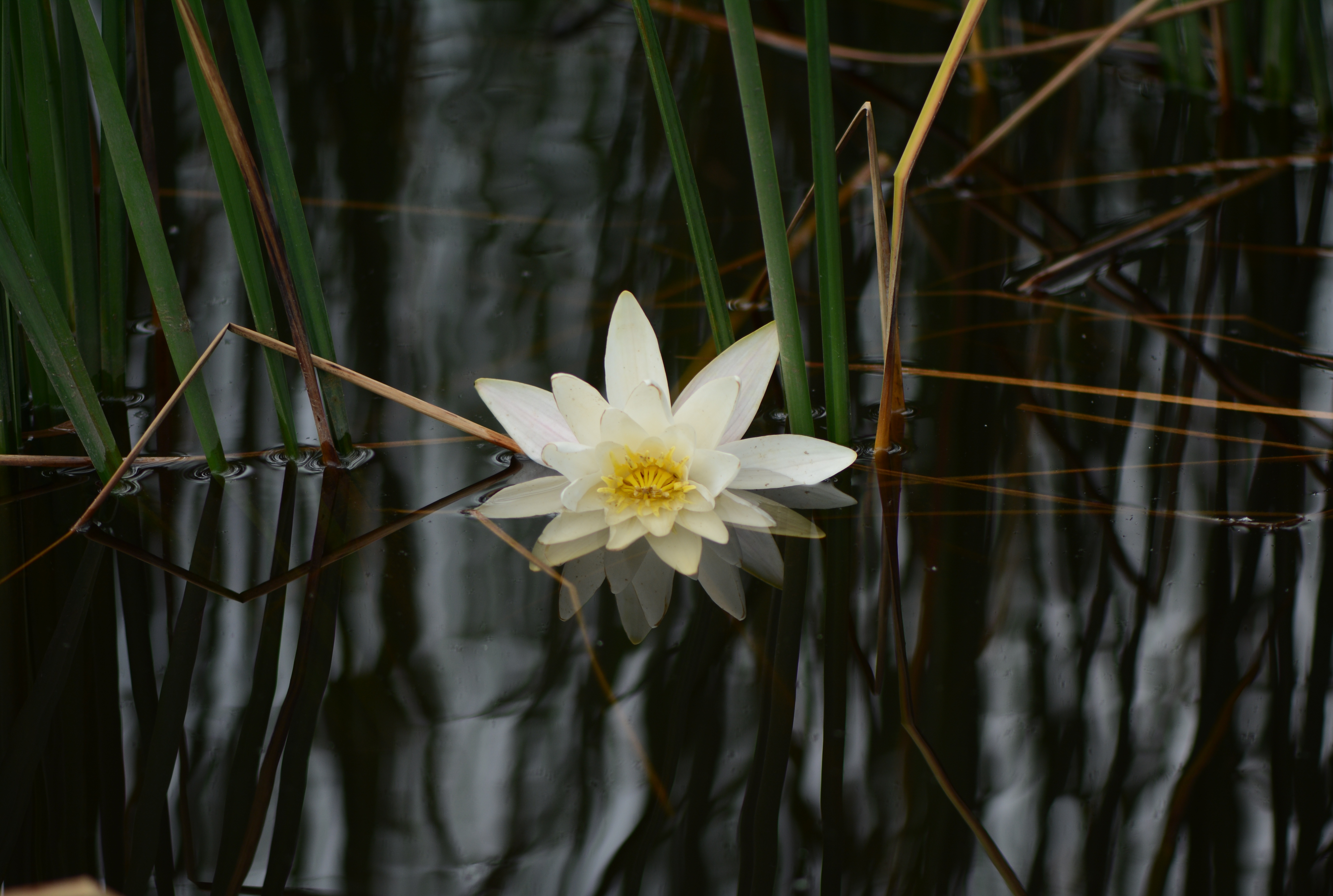 dsc_0725g.jpg