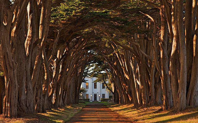 800px-cypress_tree_avenue_at_kph_point_reyes.jpg