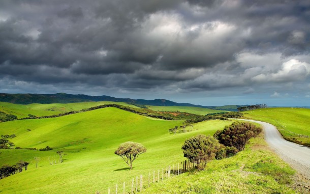 New-Zealand-Grasslands-610x381.jpg