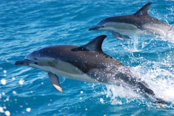 dolphins-610x406.jpg