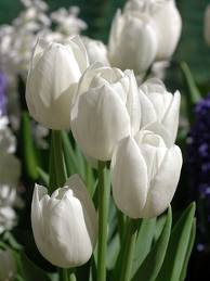 fehér tulipán.jpg