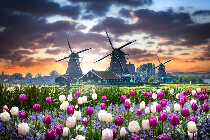 hollandia.png