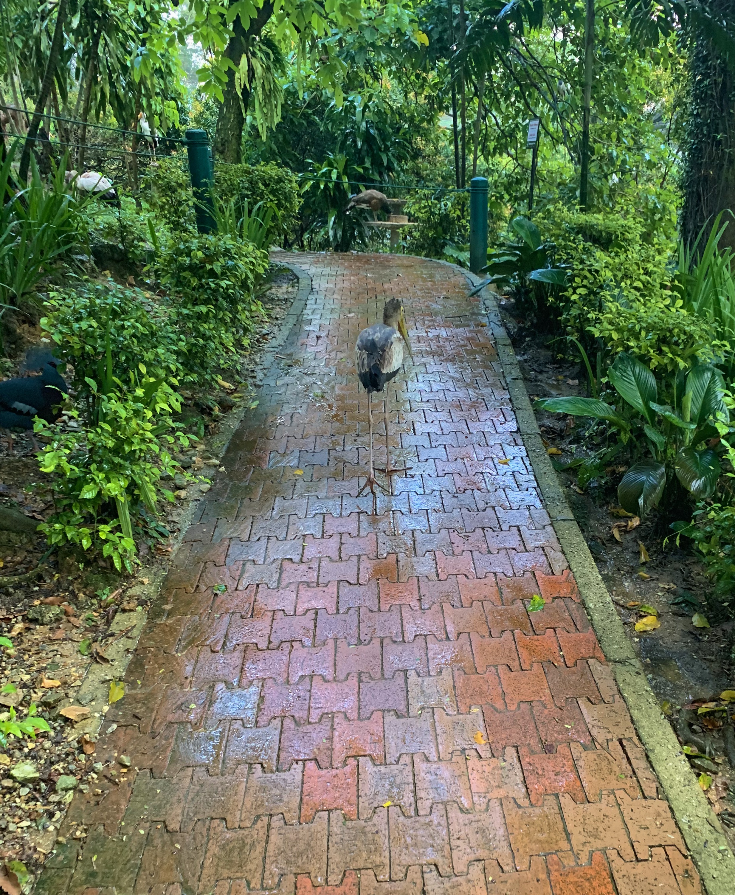 Madárpark / Bird park