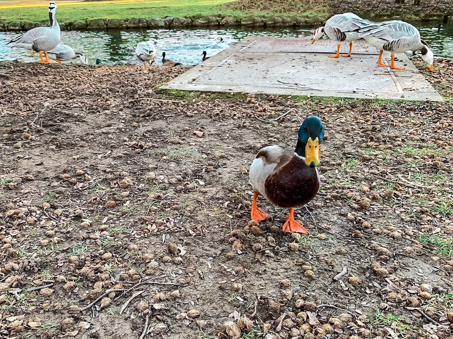 Englischer garten