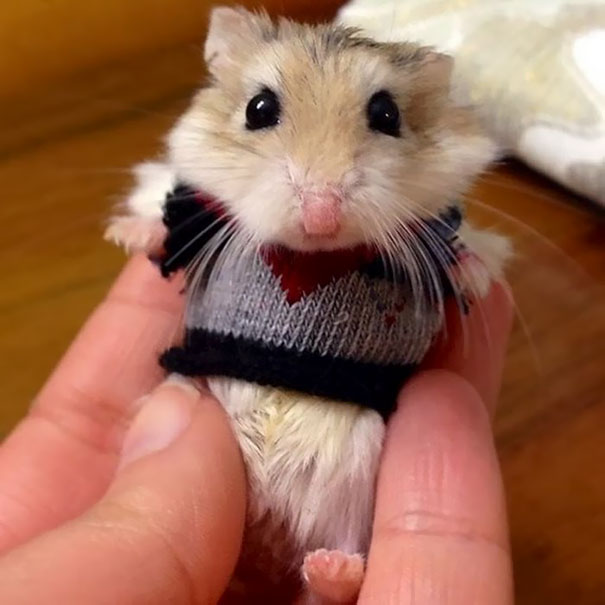 cute-animals-wearing-tiny-sweaters-23-57ff6fe79105f_605.jpg