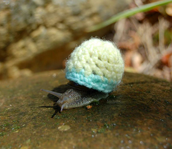 cute-animals-wearing-tiny-sweaters-5-57ff4f758018d_605.jpg