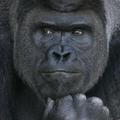 Jóképű gorilláért őrülnek meg a japán lányok