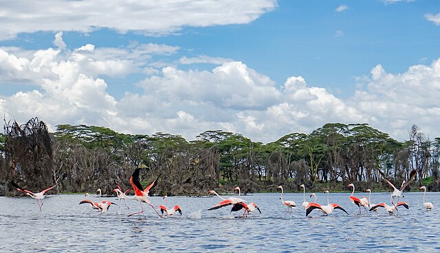 lake_naivasha_kenya.jpg