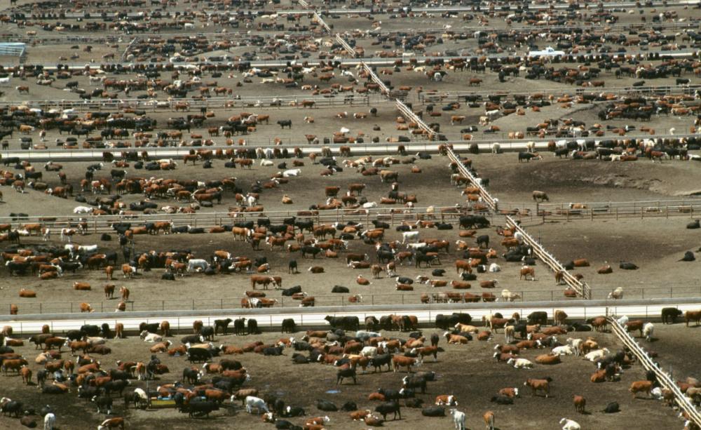 worlds-largest-feedlot.jpg