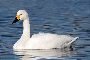 Le Cygne bemutatkozik