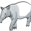 A tapir