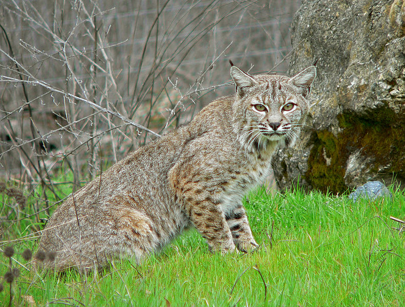 791px-Bobcat2.jpg