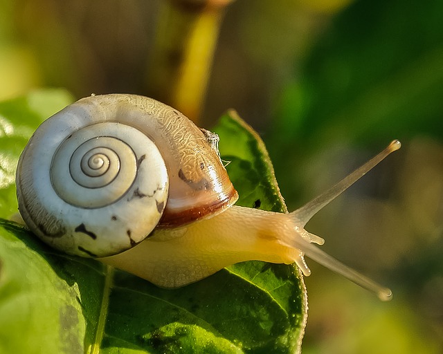 snail-405384_640.jpg