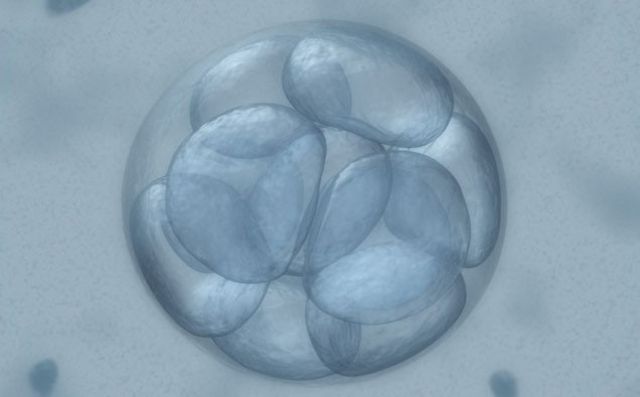 embrio.jpg