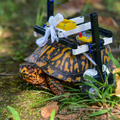 LEGO kerekesszék egy teknősnek?