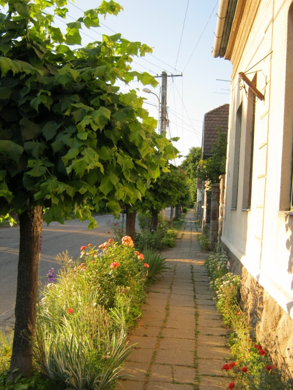 IMG_0091 (600x800).jpg