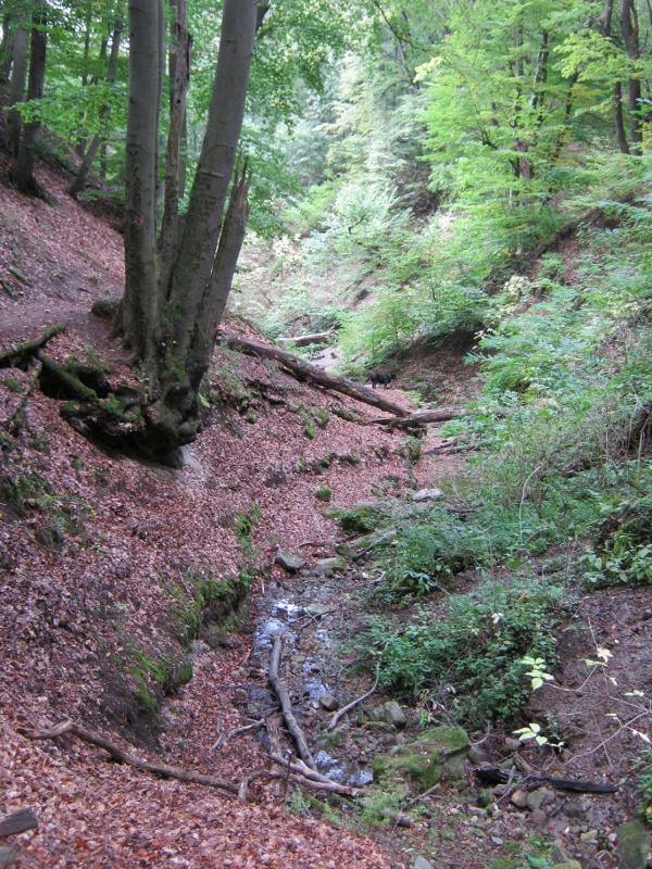 IMG_0095 (600x800)_1.jpg