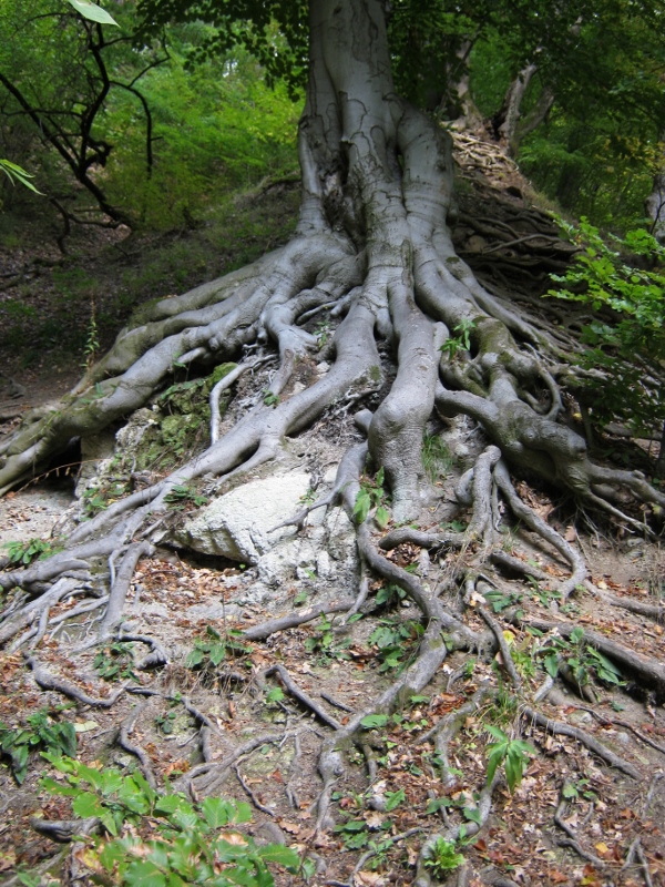 IMG_0098 (600x800).jpg