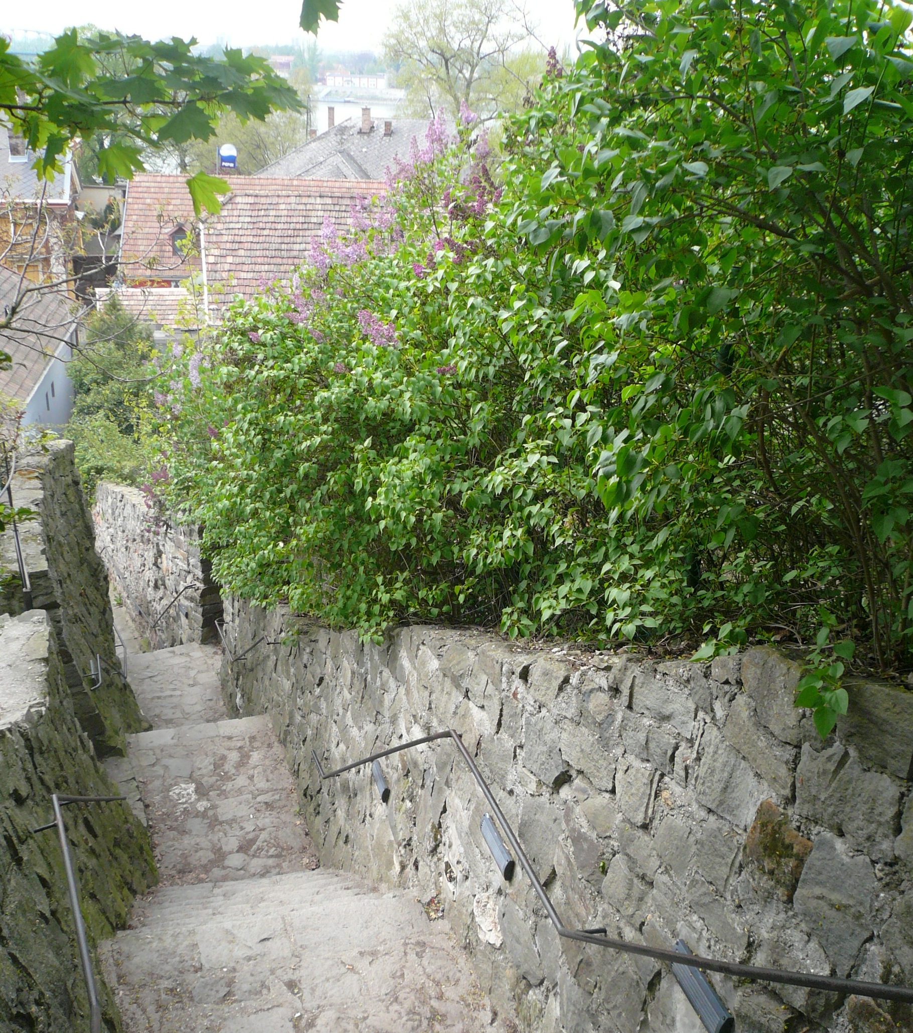 P1100593_2.JPG