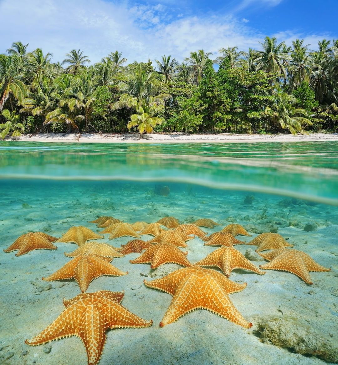 starfish_beach2.jpg