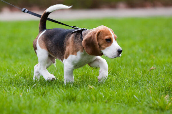 dog-walking-on-leash-shutterstock_50365096-1-1.jpg