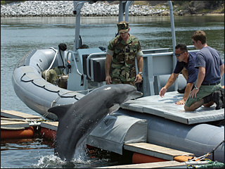 090127_navy_dolphin.jpg