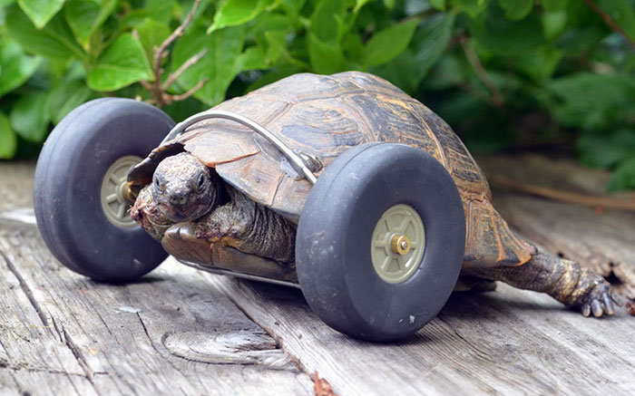 90-year-old-tortoise-ninja-fast-half-cyborg-after-wheels-replace-legs-lost-in-rat-attack2_700.jpg
