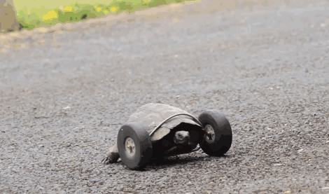 90-year-old-tortoise-ninja-fast-half-cyborg-after-wheels-replace-legs-lost-in-rat-attack_700.gif