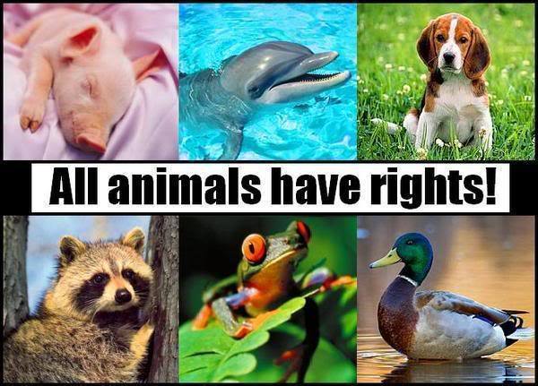 animal_rights.jpg