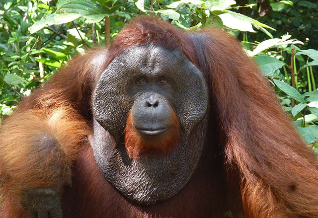 borneoi-orangutan.jpg