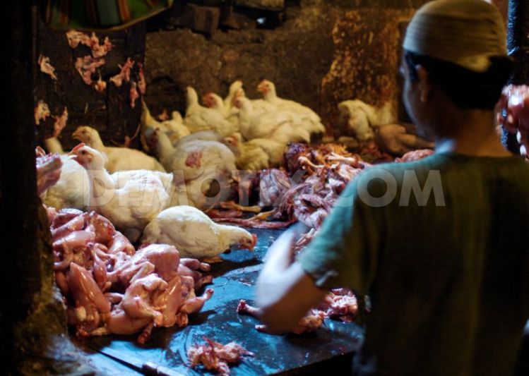 chicken-slaughterhouse-in-mumbai_218979.jpg