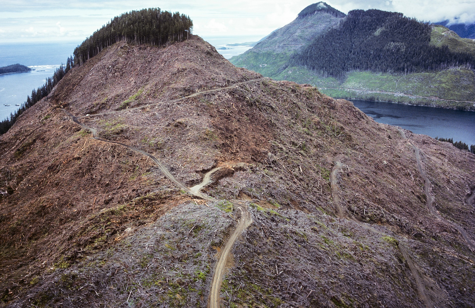 natures-unraveling-giant-clearcut.jpg