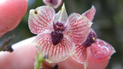 orchid-telipogon-diabolicus.jpg