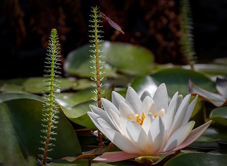 water-lily-4265536_340.jpg