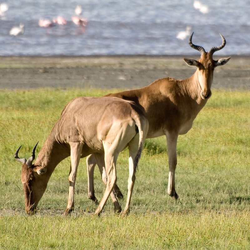 800px-Alcelaphus_buselaphus,_Ngorongoro,_Tanzania.jpg