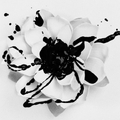 Eyes Set to Kill: White Lotus