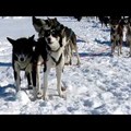 Videó a kutyaszános hullámvasútról