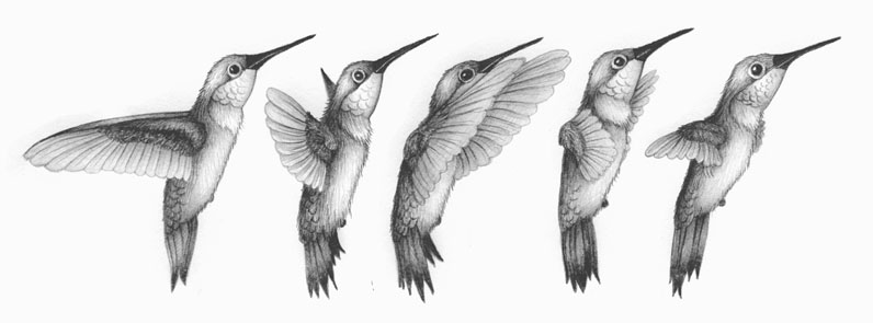 hummingbird_drawing-1.jpg