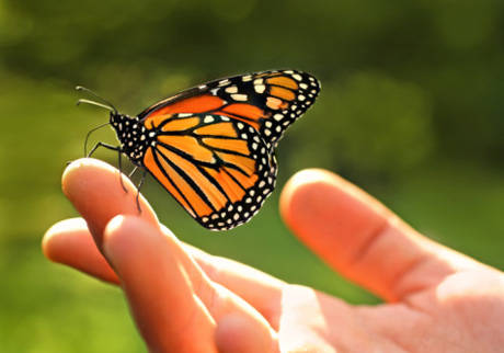 Butterfly460x3221_elengedés.jpg