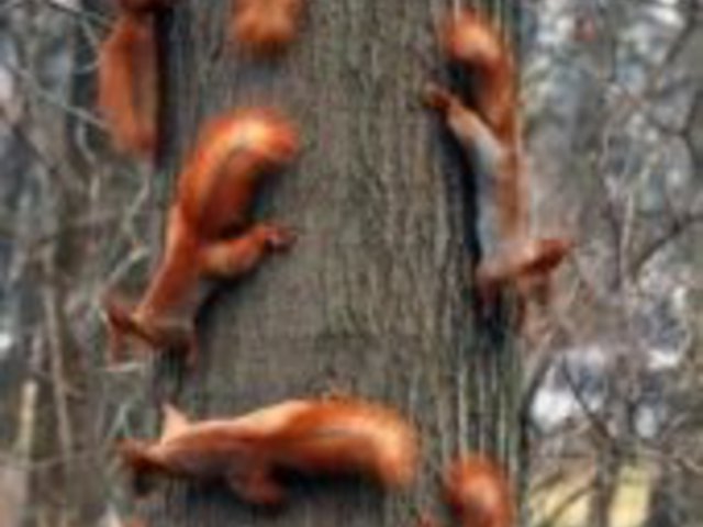 Mint a mókus fenn a fán.... avagy körkép a társadalomról
