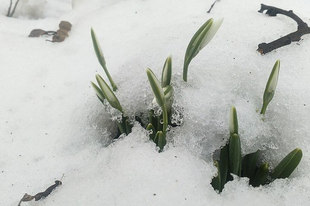 Februári időjóslás, népi bölcsességek, hiedelmek