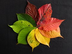 autumn-leaves-1486075_180.jpg