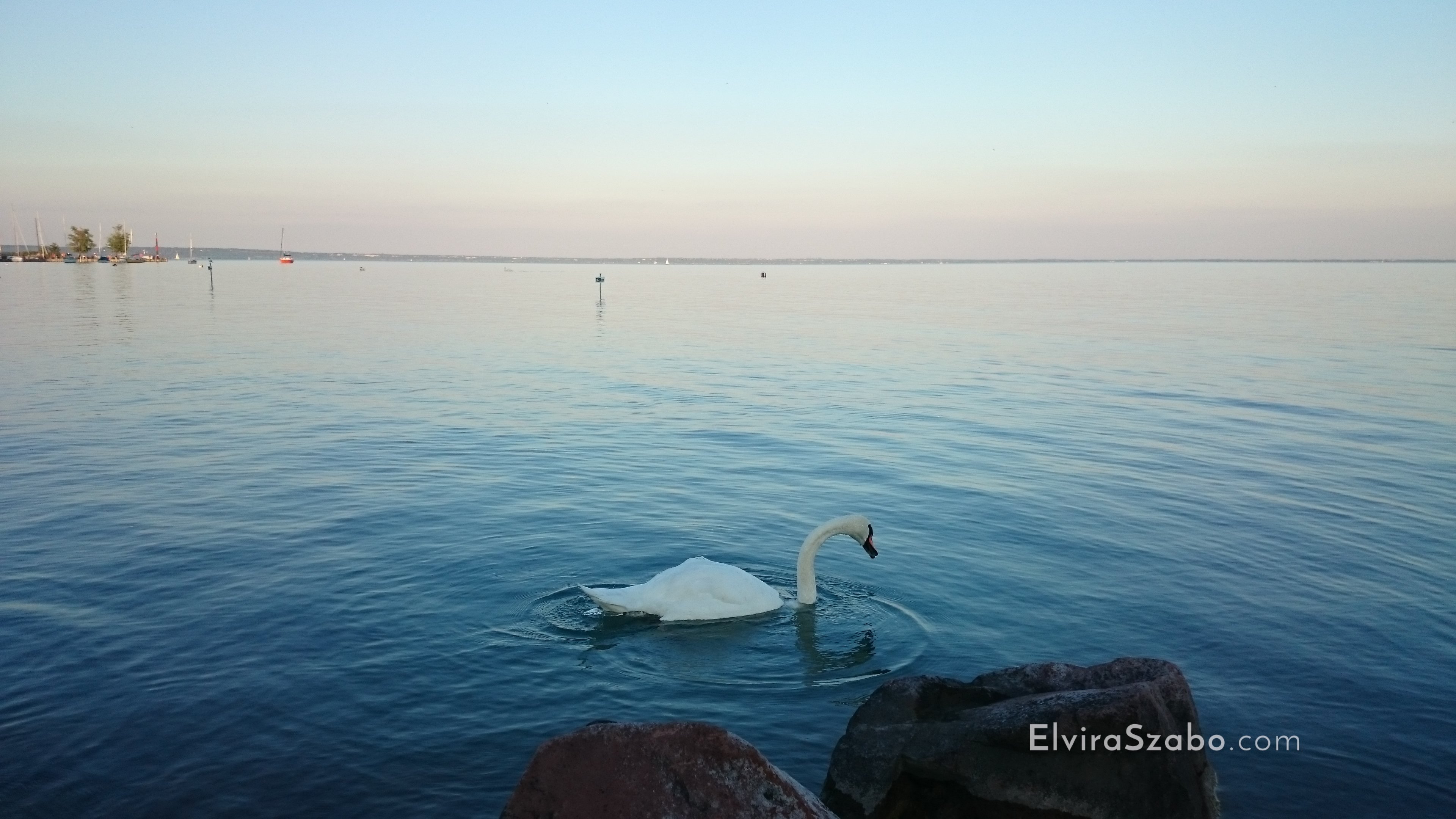 balaton-naplemente-hattyu.jpg