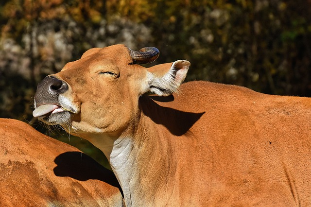 banteng-4419635_640.jpg