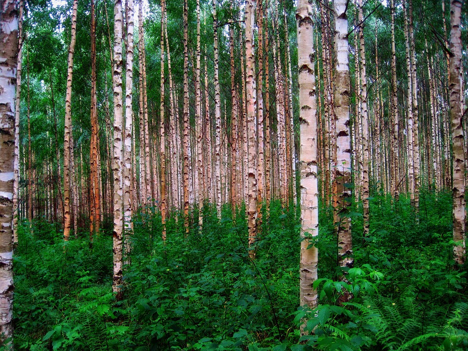 birch-trees-301918_960_720.jpg