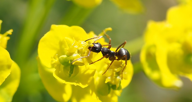 black-ant-1384556_640.jpg